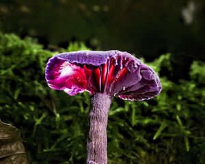 Preview wallpaper mushroom, purple, leaves, grass, macro