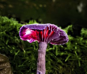 Preview wallpaper mushroom, purple, leaves, grass, macro