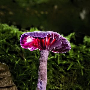 Preview wallpaper mushroom, purple, leaves, grass, macro