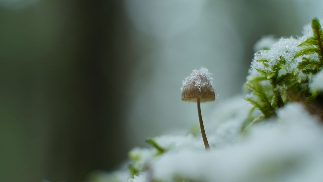 Wallpaper mushroom, snow, blur, macro
