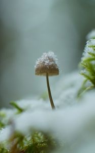 Preview wallpaper mushroom, snow, blur, macro