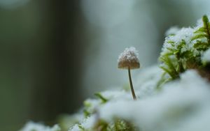 Preview wallpaper mushroom, snow, blur, macro