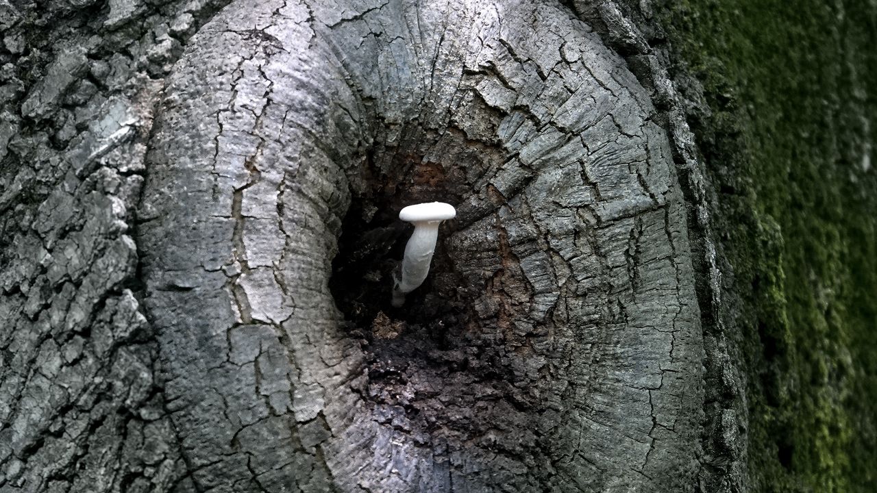 Wallpaper mushroom, tree, bark, nature