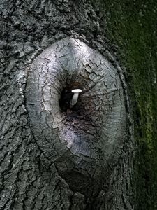 Preview wallpaper mushroom, tree, bark, nature