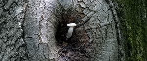 Preview wallpaper mushroom, tree, bark, nature