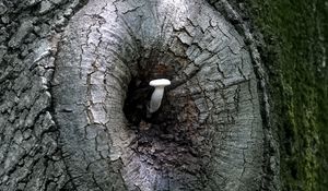 Preview wallpaper mushroom, tree, bark, nature