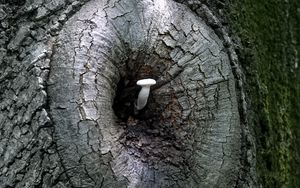 Preview wallpaper mushroom, tree, bark, nature