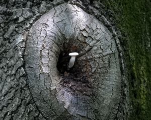 Preview wallpaper mushroom, tree, bark, nature