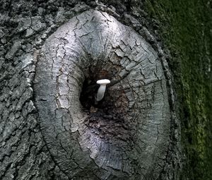 Preview wallpaper mushroom, tree, bark, nature