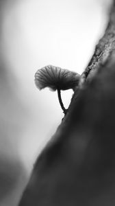 Preview wallpaper mushroom, tree, blur, black and white, macro