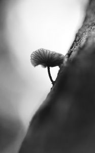 Preview wallpaper mushroom, tree, blur, black and white, macro