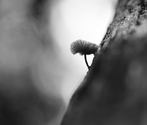 Preview wallpaper mushroom, tree, blur, black and white, macro