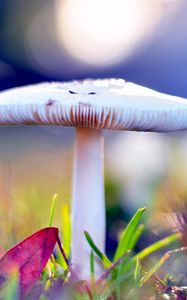 Preview wallpaper mushrooms, autumn, after rain, nature