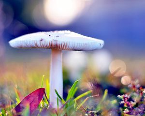 Preview wallpaper mushrooms, autumn, after rain, nature