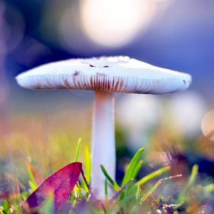 Preview wallpaper mushrooms, autumn, after rain, nature