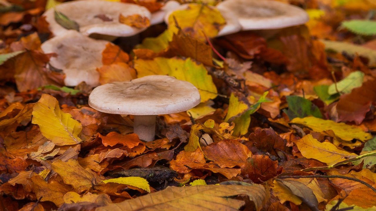 Wallpaper mushrooms, autumn, fallen leaves, leaves