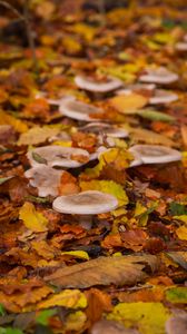 Preview wallpaper mushrooms, autumn, fallen leaves, leaves