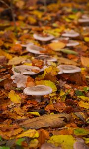 Preview wallpaper mushrooms, autumn, fallen leaves, leaves