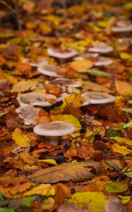 Preview wallpaper mushrooms, autumn, fallen leaves, leaves