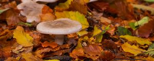 Preview wallpaper mushrooms, autumn, fallen leaves, leaves