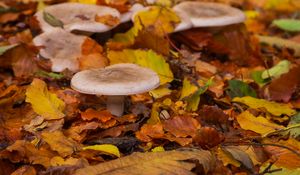 Preview wallpaper mushrooms, autumn, fallen leaves, leaves