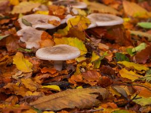 Preview wallpaper mushrooms, autumn, fallen leaves, leaves