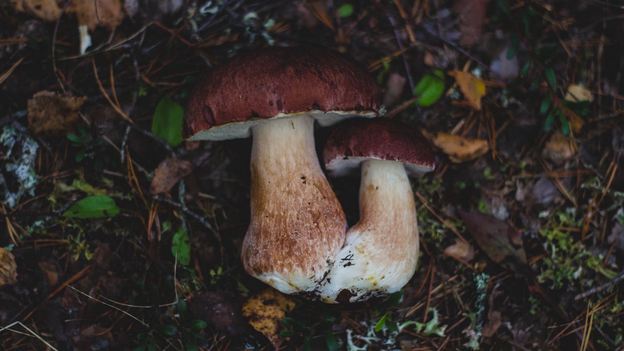 Wallpaper mushrooms, autumn, foliage