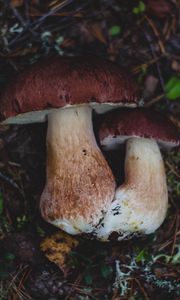 Preview wallpaper mushrooms, autumn, foliage