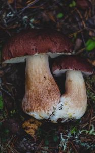 Preview wallpaper mushrooms, autumn, foliage