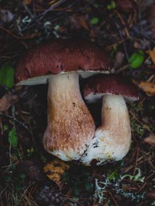 Preview wallpaper mushrooms, autumn, foliage