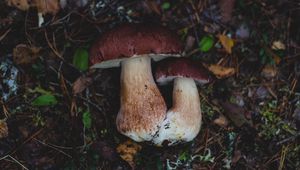 Preview wallpaper mushrooms, autumn, foliage