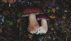 Preview wallpaper mushrooms, autumn, foliage