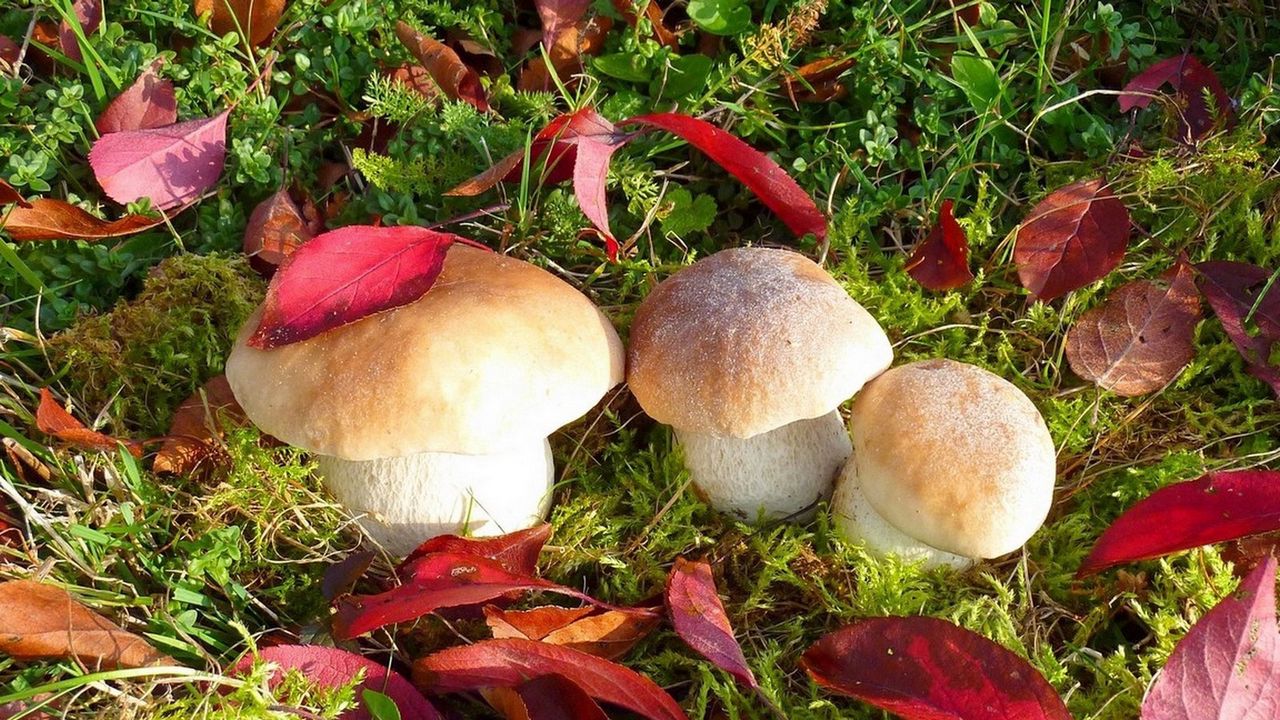 Wallpaper mushrooms, autumn, leaves, grass