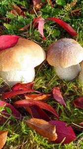 Preview wallpaper mushrooms, autumn, leaves, grass