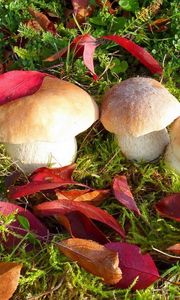 Preview wallpaper mushrooms, autumn, leaves, grass