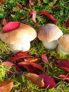 Preview wallpaper mushrooms, autumn, leaves, grass