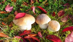 Preview wallpaper mushrooms, autumn, leaves, grass