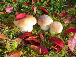 Preview wallpaper mushrooms, autumn, leaves, grass