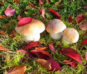 Preview wallpaper mushrooms, autumn, leaves, grass