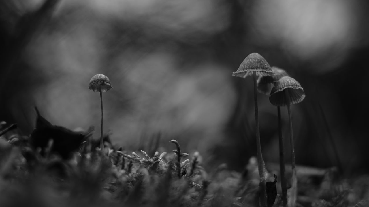 Wallpaper mushrooms, black and white, macro, moss, blur