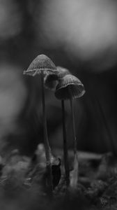 Preview wallpaper mushrooms, black and white, macro, moss, blur