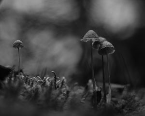 Preview wallpaper mushrooms, black and white, macro, moss, blur