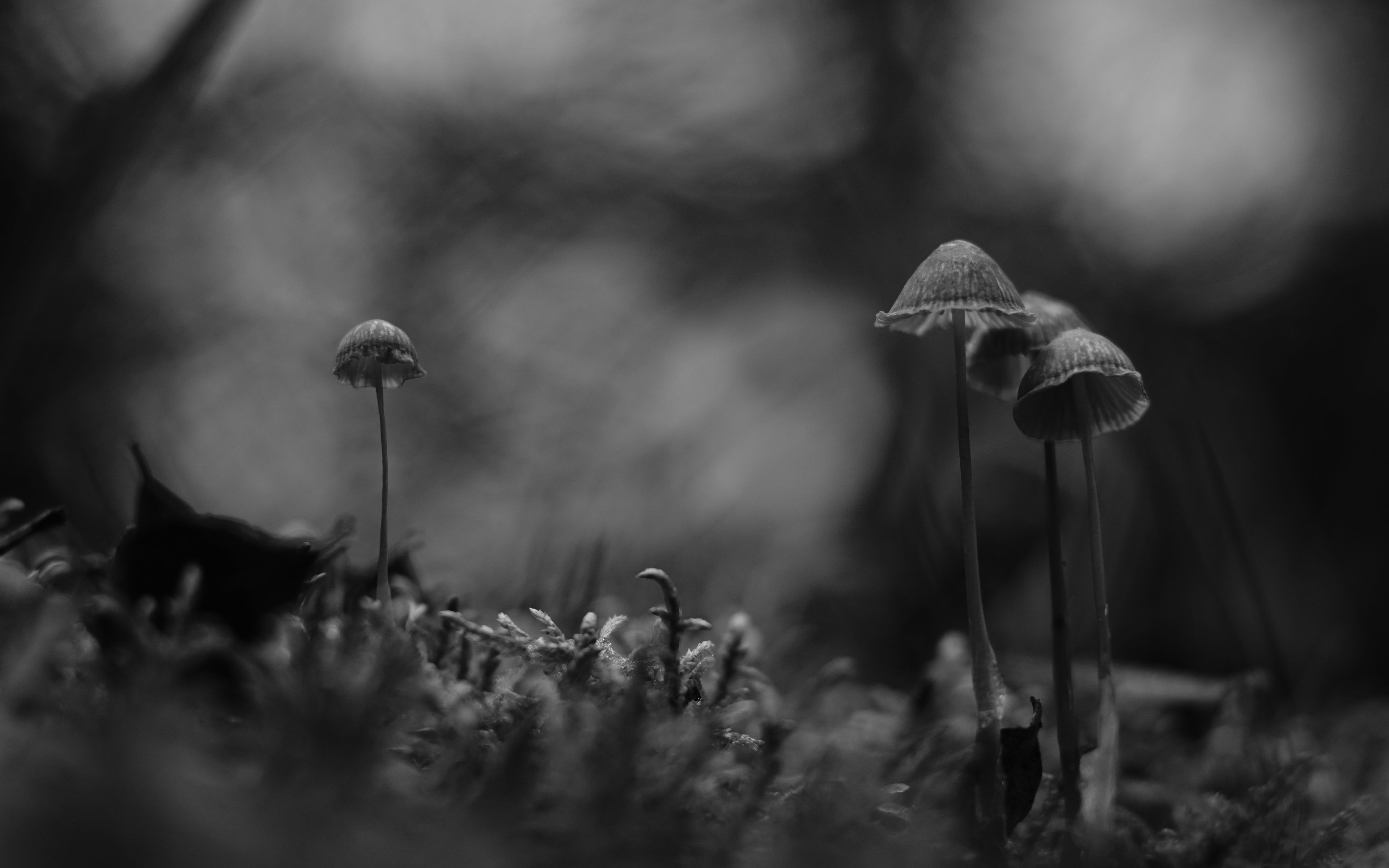 Download wallpaper 3840x2400 mushrooms, black and white, macro, moss