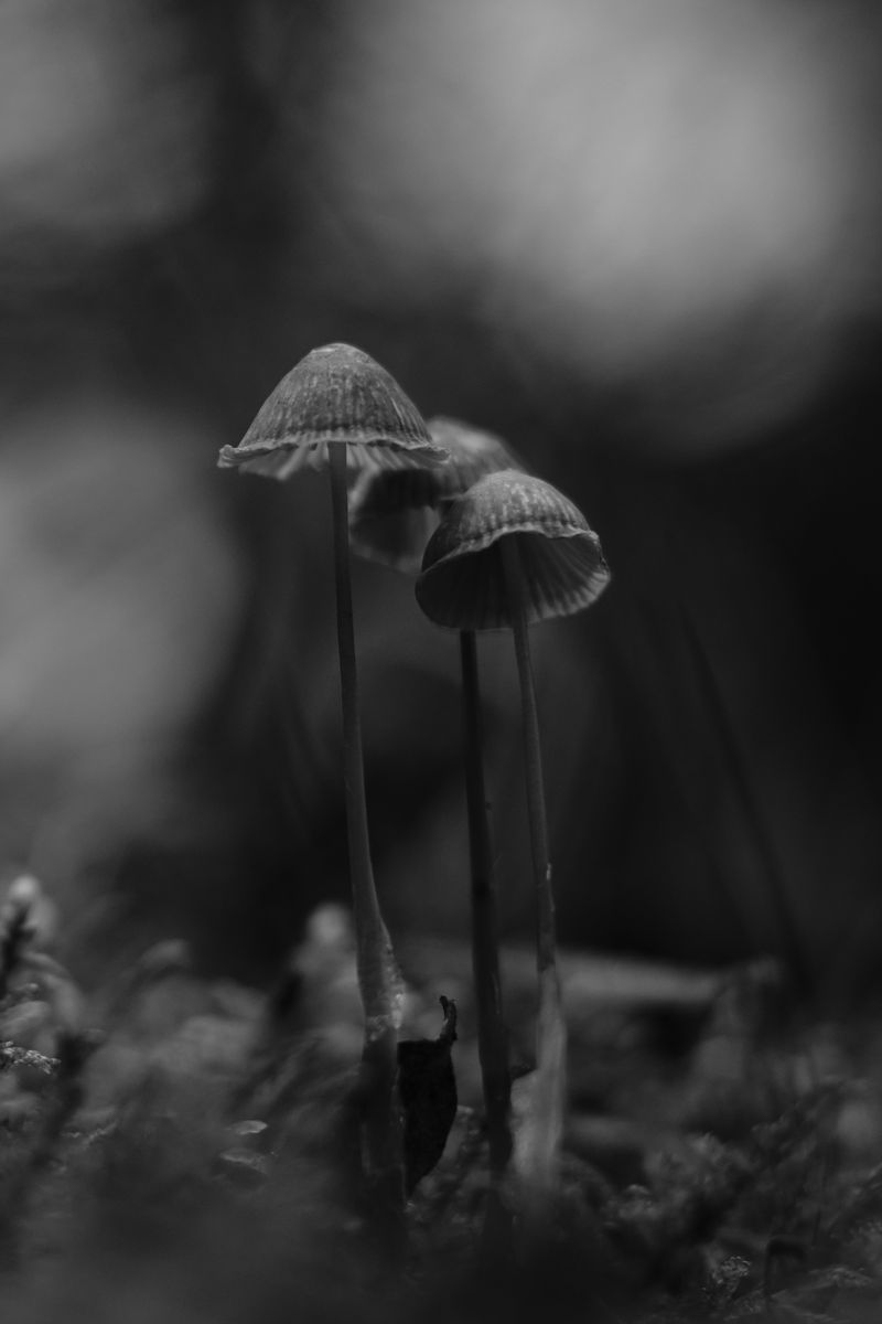 Download wallpaper 800x1200 mushrooms, black and white, macro, moss