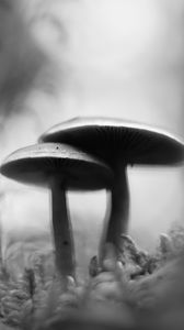 Preview wallpaper mushrooms, blur, moss, macro, black and white