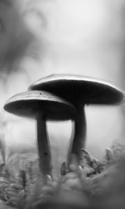 Preview wallpaper mushrooms, blur, moss, macro, black and white