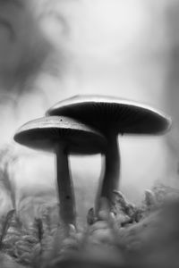 Preview wallpaper mushrooms, blur, moss, macro, black and white