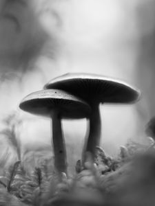 Preview wallpaper mushrooms, blur, moss, macro, black and white