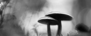 Preview wallpaper mushrooms, blur, moss, macro, black and white