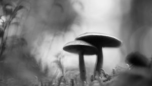 Preview wallpaper mushrooms, blur, moss, macro, black and white